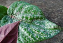 Penting Diketahui! Tujuh Manfaat Daun Sirih Hijau dan Merah untuk Kesehatan