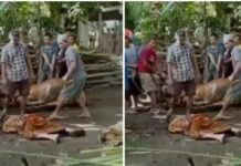 Menyaksikan Sapi yang Dipelihara Sejak Kecil Disembelih, Sang Pemilik Sholeh Tersungkur dan Meninggal