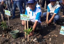 Jaga Kelestarian Lingkungan dan Cegah Abrasi, PLN Nusantara Power Tanam 100.000 Manggrove