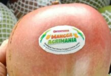 Mengkonsumsi Buah Mangga Bisa Picu Asam Urat, Benarkah? Ini Faktanya!