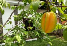 Jangan Sepelekan Buah Satu ini, Air Rendamannya Saja Berkhasiat Menurunkan Kolesterol dan Tekanan Darah Tinggi