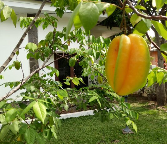 Jangan Sepelekan Buah Satu ini, Air Rendamannya Saja Ampuh Menurunkan Kolesterol dan Tekanan Darah Tinggi