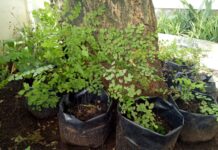 Jangan Buang Ampas Kopi! Inilah sederet Manfaatnya