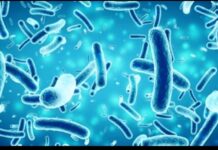 Salmonella Enterica Typhi Antibiotik ini Keras! Gunakan Sesuai Aturan Dokter