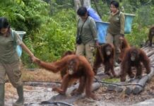 Apakah Menolong Anjing yang Kehausan Mendapat Pahala? Ini Jawabannya