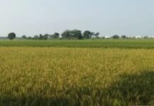 Pengakuan Petani Soal Utang, Opih Riharjo: Sudah Biasa, untuk Perluasan Lahan Garapan